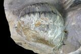 Translucent Struveaspis Trilobite - Jorf, Morocco #171558-5